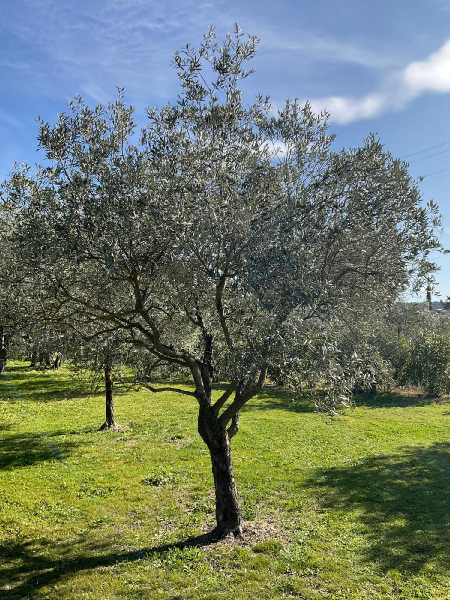 Bed and Breakfast Provence Km28 Gordes Esterno foto